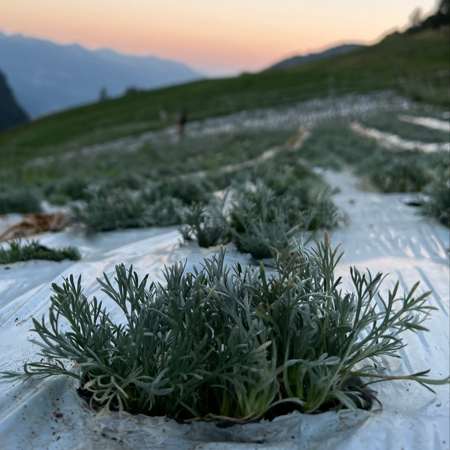 plant de génépi