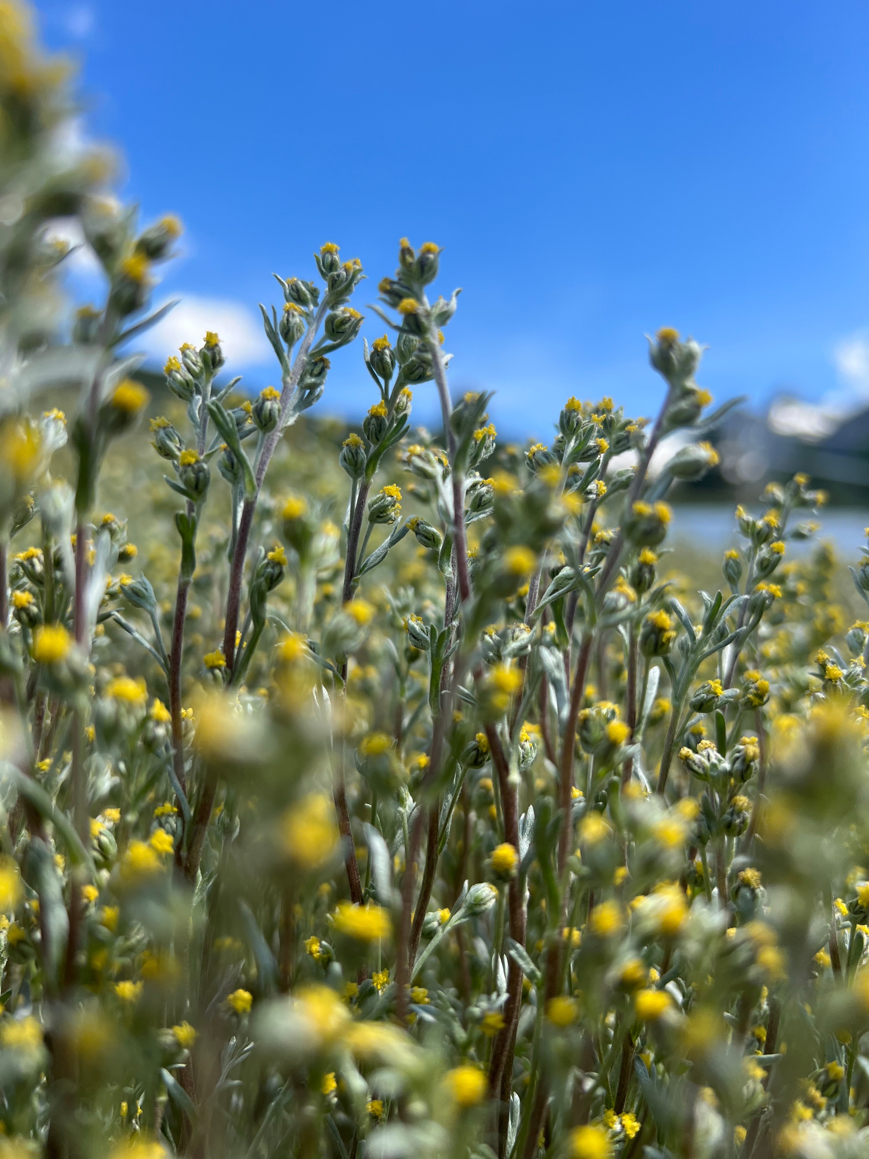 brins de génépi en floraison